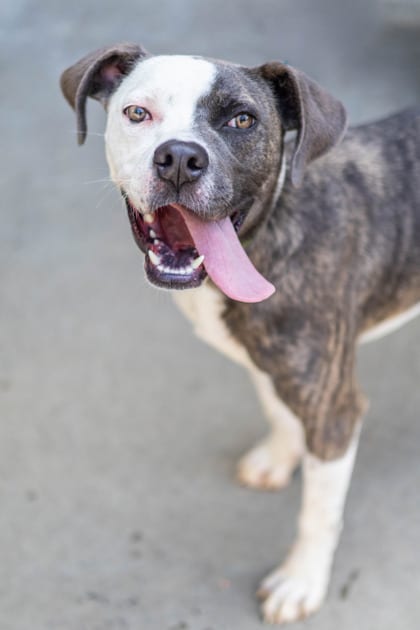Photo of Polaroid, adoptable dog in Chamblee, Georgia