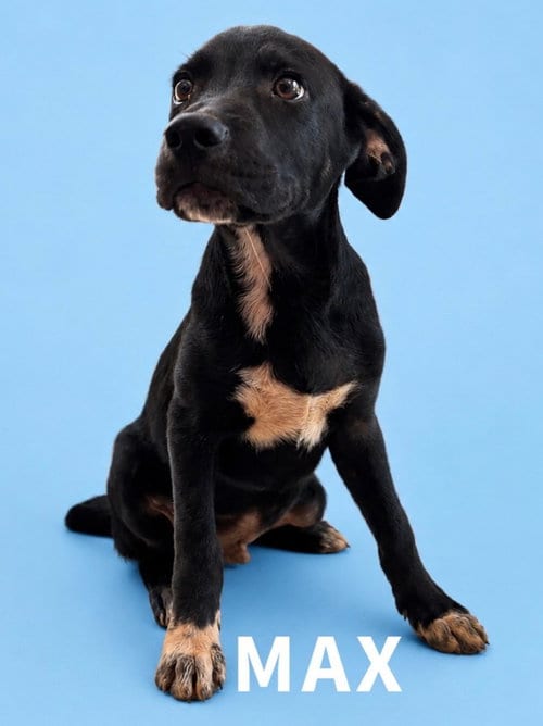 Photo of Max, adoptable Labrador Retriever in Rutherfordton, North Carolina