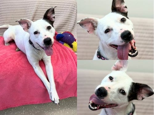 Photo of Skye, adoptable Australian Cattle Dog/Blue Heeler in Fort Wayne, Indiana