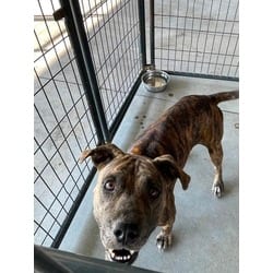 Photo of Mafia, adoptable American Pit Bull Terrier in Baton Rouge, Louisiana