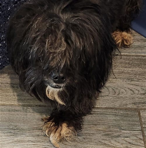 Photo of Fendi, adoptable Shih Tzu in Maryland, Missouri