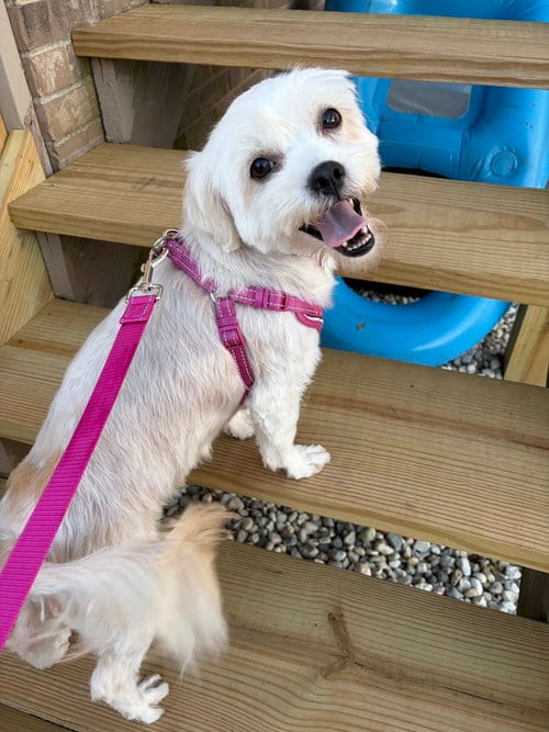 Photo of Chiquita, adoptable Maltese in Mundelein, Illinois
