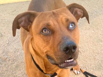 Photo of Bowie, adoptable dog in Georgetown, Texas