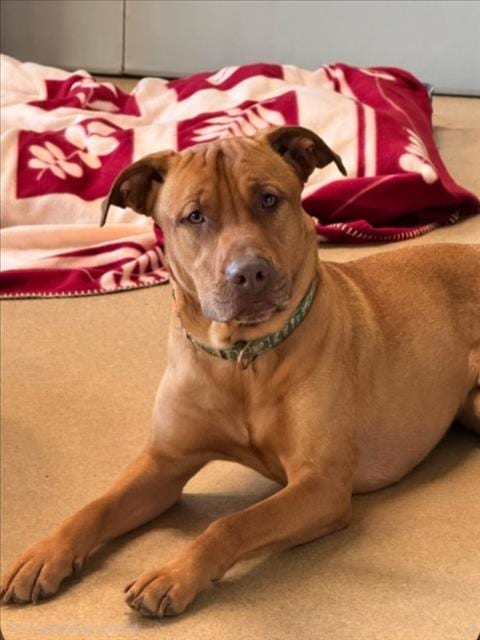 Photo of Arnold, adoptable Black Mouth Cur in Derwood, Maryland