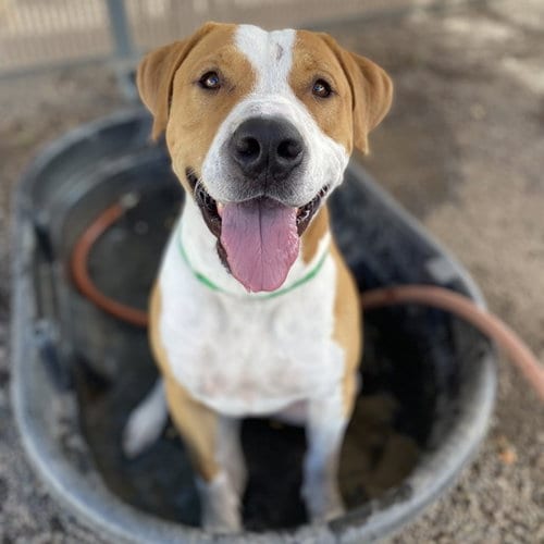 Photo of Bacon, adoptable American Pit Bull Terrier in Phoenix, Arizona