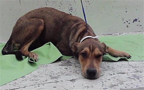 Photo of A2099928, adoptable German Shepherd Dog in Houston, Texas