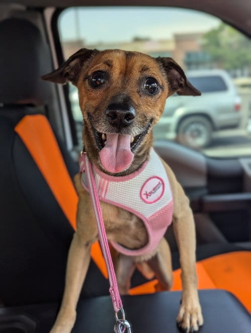 Photo of Franky J, adoptable Chihuahua in Aurora, Colorado