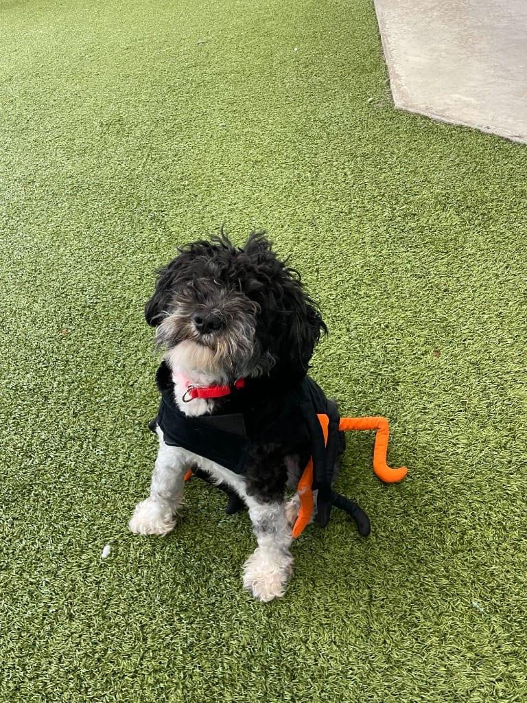 Photo of Novice, adoptable dog in Minot, North Dakota