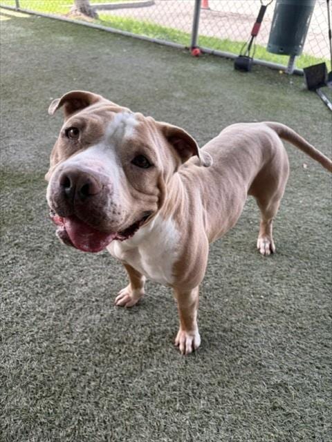 Photo of Tank, adoptable Bulldog in Miami, Florida