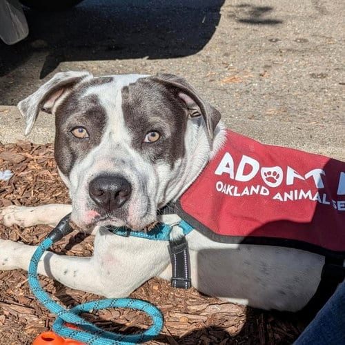 Photo of Bluey, adoptable Pit Bull Terrier in Oakland, California