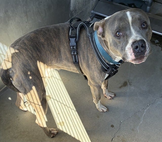 Photo of Senior Pit Bull Terrier, adoptable Pit Bull Terrier in Devore, California