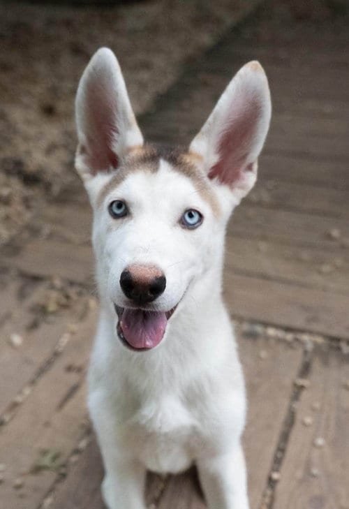 Photo of Snap, adoptable Siberian Husky in Matawan, New Jersey