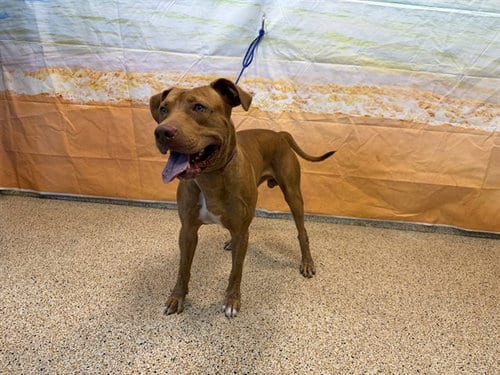 Photo of Brody, adoptable American Bulldog in Miami, Florida