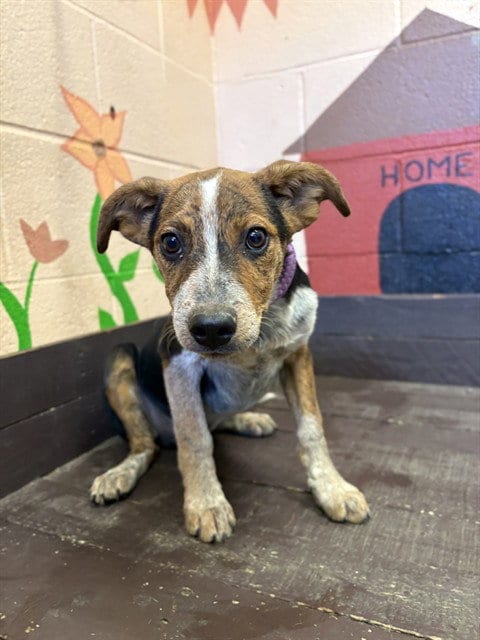 Photo of Lobster, adoptable German Shepherd Dog in Castaic, California