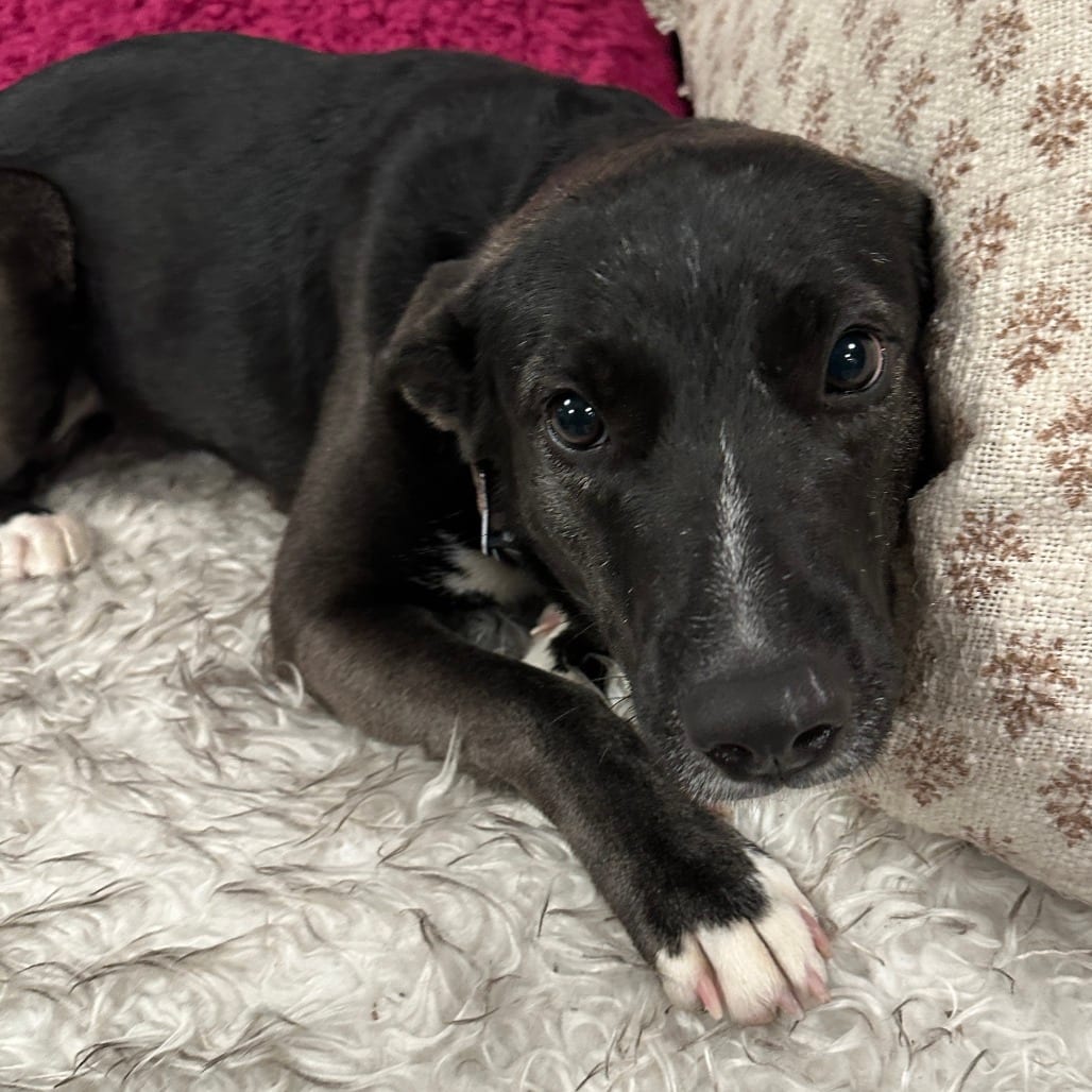 Photo of Venus, adoptable Cattle Dog / Mix in San Francisco, California