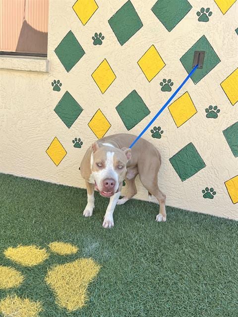Photo of A1283376, adoptable Bulldog in Winter Haven, Florida