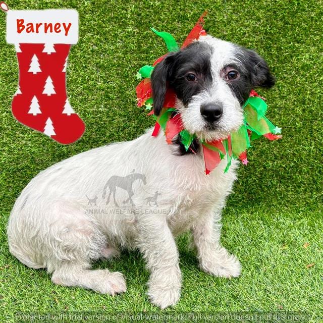 Photo of Barney, adoptable Terrier mix in Chicago Ridge, Illinois
