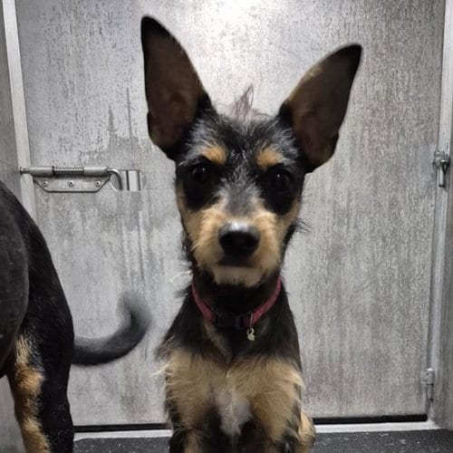 Photo of Princeton, adoptable Terrier in San Antonio, Texas