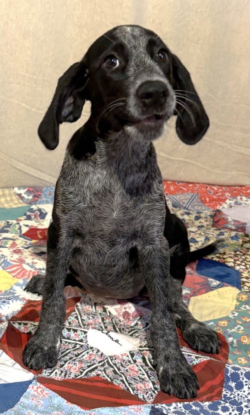 Photo of Tallapoosa, adoptable German Wirehaired Pointer in Wetumpka, Alabama