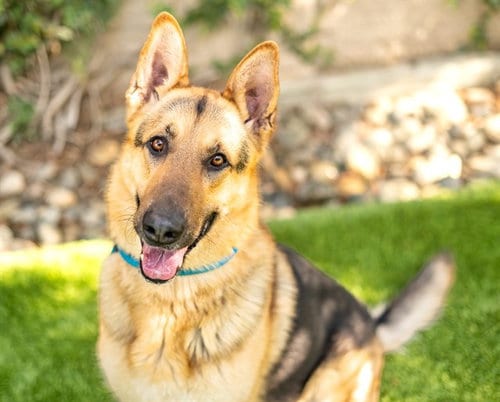 Photo of Rocky, adoptable German Shepherd Dog in San Jose, California