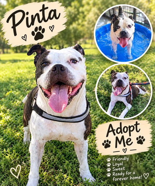 Photo of Pinta, adoptable Pit Bull Terrier in Queen Creek, Arizona