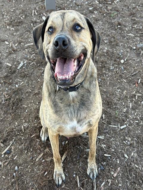 Photo of Kai, adoptable Bullmastiff in Denver, Colorado