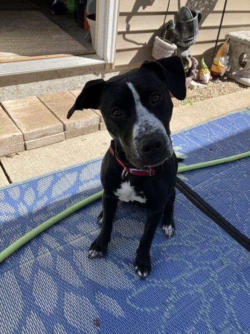 Photo of Zevie, adoptable Black Labrador Retriever in Sheboygan, Wisconsin