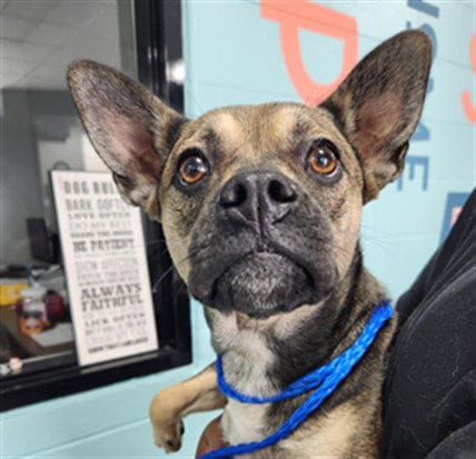 Photo of Bear, adoptable German Shepherd Dog in Temple, Texas