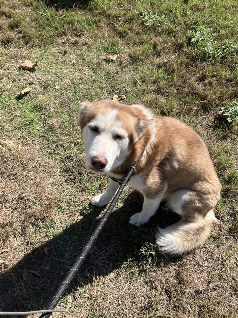 Photo of Cinnamon, adoptable Siberian Husky in Dallas, Texas