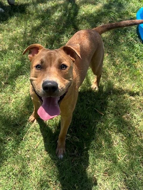 Photo of Johnny, adoptable Pit Bull Terrier in Thousand Palms, California