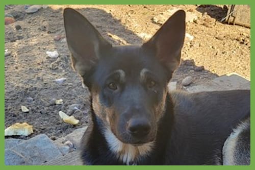 Photo of Bronagh, adoptable German Shepherd Dog in Amherst, Massachusetts