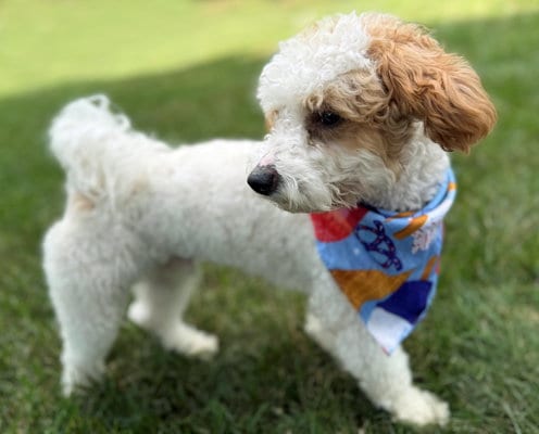 Photo of Teddy, adoptable Poodle (Toy) in Arlington, Virginia