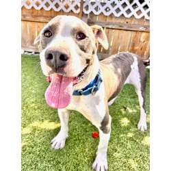 Photo of Sparky, adoptable Mixed Breed (Medium) in Port St. Joe, Florida