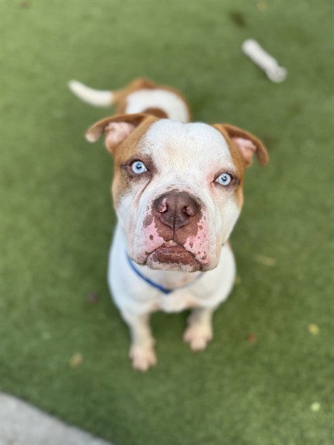 Photo of Mr.Wiggle Pants, adoptable American Bulldog in Miami, Florida