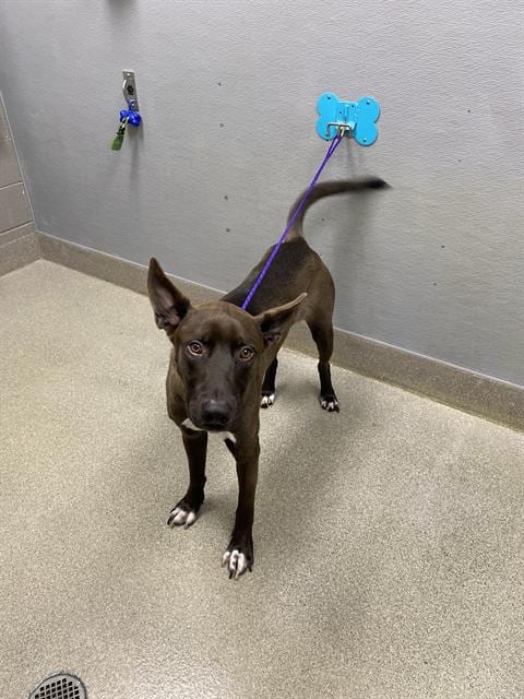 Photo of Chopper, adoptable Belgian Shepherd Malinois in Las Vegas, Nevada
