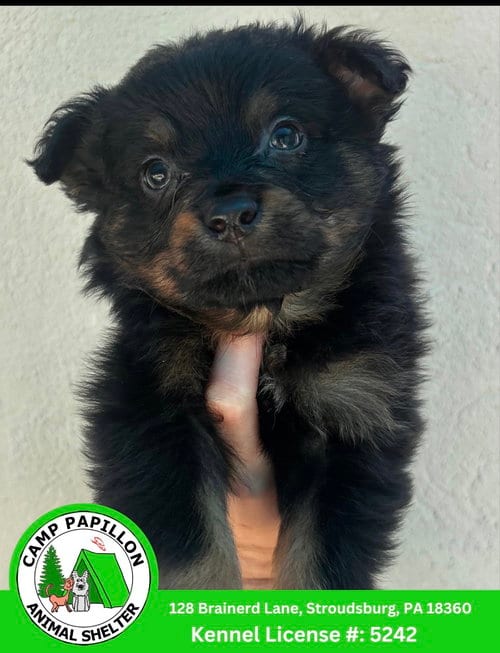 Photo of Matter, adoptable Australian Shepherd in Stroudsburg, Pennsylvania