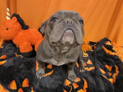 Photo of A615424, adoptable French Bulldog in Modesto, California