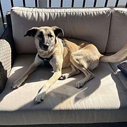 Photo of Ella, adoptable Shepherd (Unknown Type) in Round Hill, Virginia