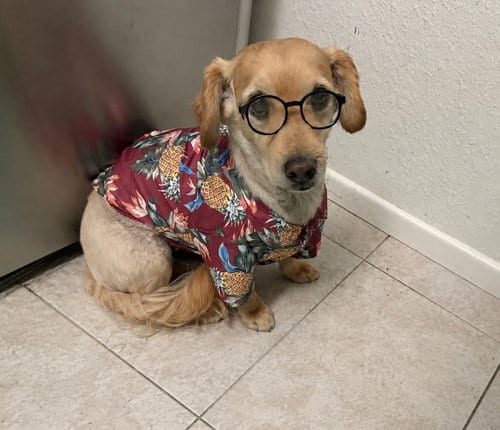 Photo of Clark, adoptable Dachshund in Phoenix, Arizona