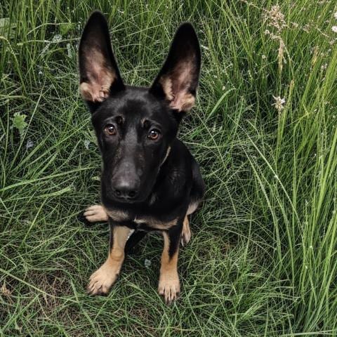 Photo of Gibbs, adoptable German Shepherd Dog in Clinton Township, Michigan