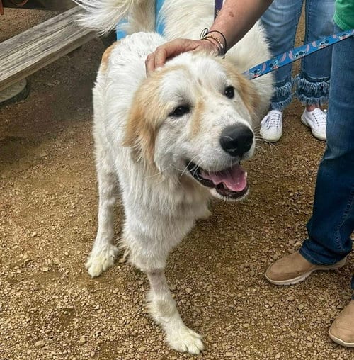 Photo of Valentino, adoptable Great Pyrenees in Dallas, Texas