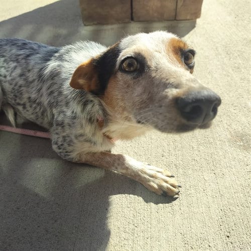 Photo of Gordon, adoptable Australian Cattle Dog/Blue Heeler in Pueblo, Colorado