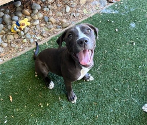 Photo of Rowan, adoptable Pit Bull Terrier in Antioch, California