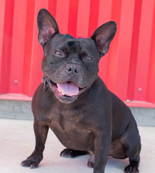 Photo of Buzz, adoptable French Bulldog in Tracy, California