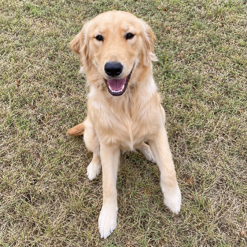 Photo of Regis, adoptable Retriever, Golden in Oklahoma-based; Northeast placements, Oklahoma