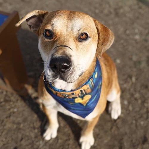 Photo of Rocko, adoptable American Staffordshire Terrier in San Antonio, Texas