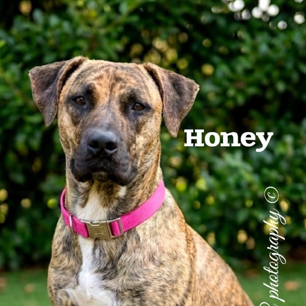 Photo of Sweet Honey, adoptable Hound, Plott / Mixed Breed (Large) in Fairfax Station, Virginia