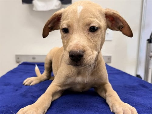 Photo of Curry, adoptable Labrador Retriever in San Clemente, California