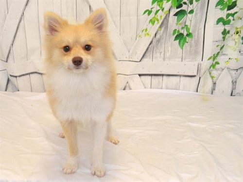 Photo of Chester, adoptable Pomeranian in Oroville, California