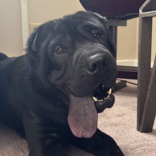 Photo of Max, adoptable Shar Pei in Normal, Illinois